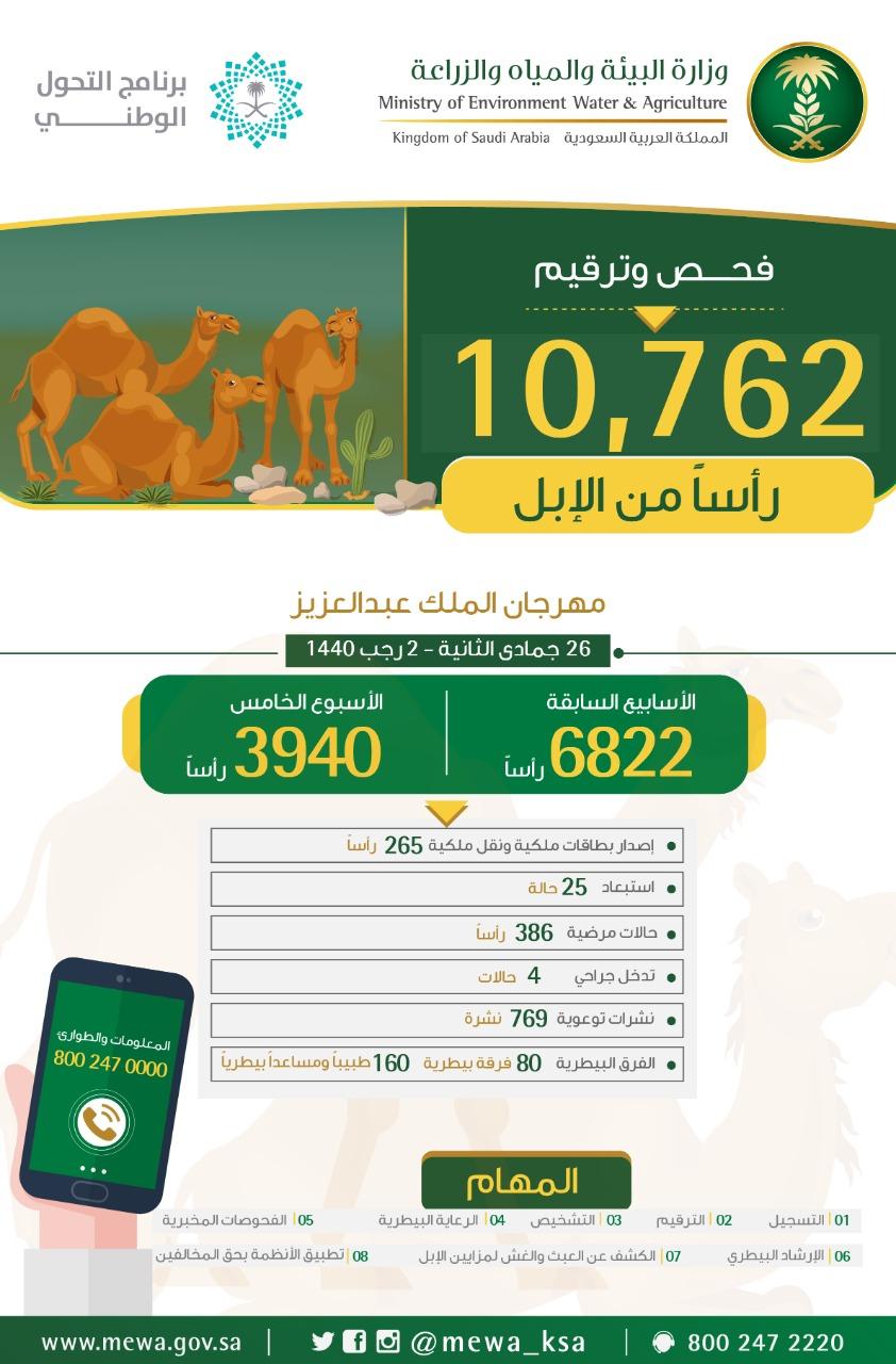 البيئة: فحص وترقيم 10.7 آلاف رأس من الإبل المشاركة في مهرجان الملك عبدالعزيز