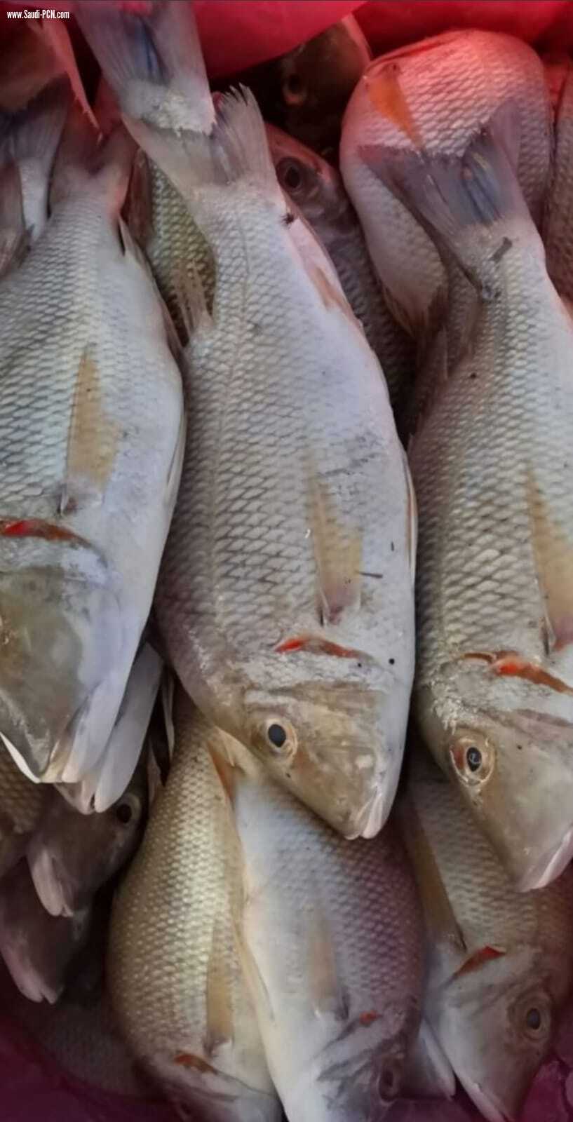 بر جازان تطلق باكورة مبادرتها لعام 2022م بتوزيع 25 طن من الأسماك الطازجة 