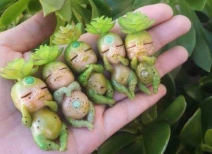 نبات  الرضيع المتلحف 