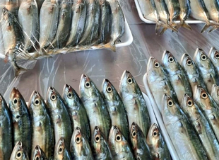 بر جازان تطلق باكورة مبادرتها لعام 2022م بتوزيع 25 طن من الأسماك الطازجة 