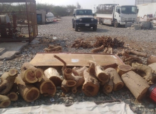 بالتعاون مع الجهات الأمنية ..البيئة تصادر 150 طنًا من الحطب المحلي في 5 مناطق