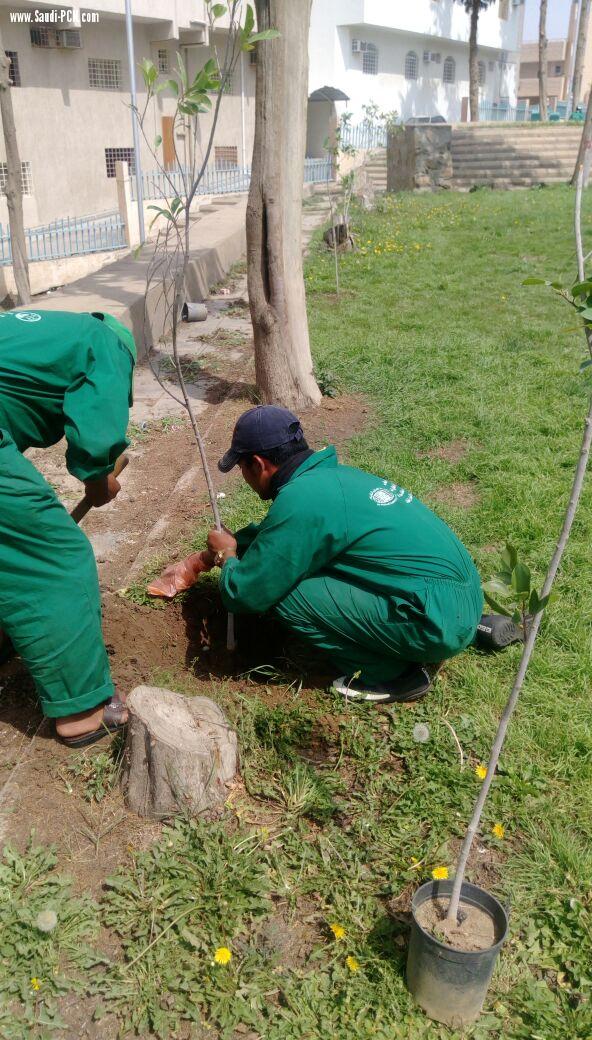 أمانة عسير تزيين ميادين و شوارع أبها بأكثر من 67 ألف زهرة و تنفذ خطة صيانة شاملة للحدائق و المنتزهات