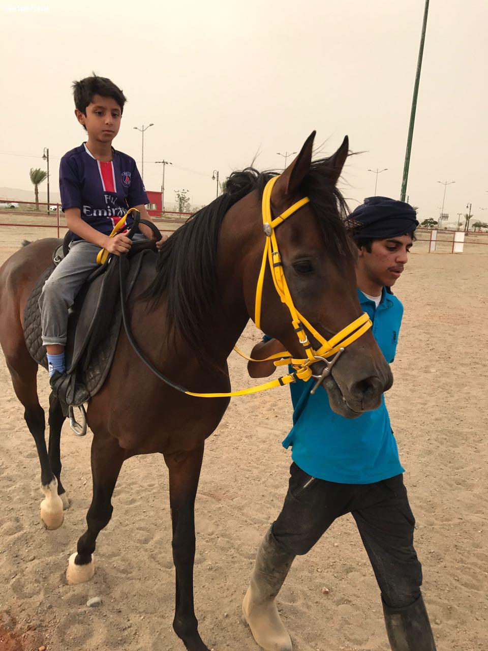 حصة تدريبية لصغار السن بميدان خيل وخيالالمركز الاعلامي بالعقيق 