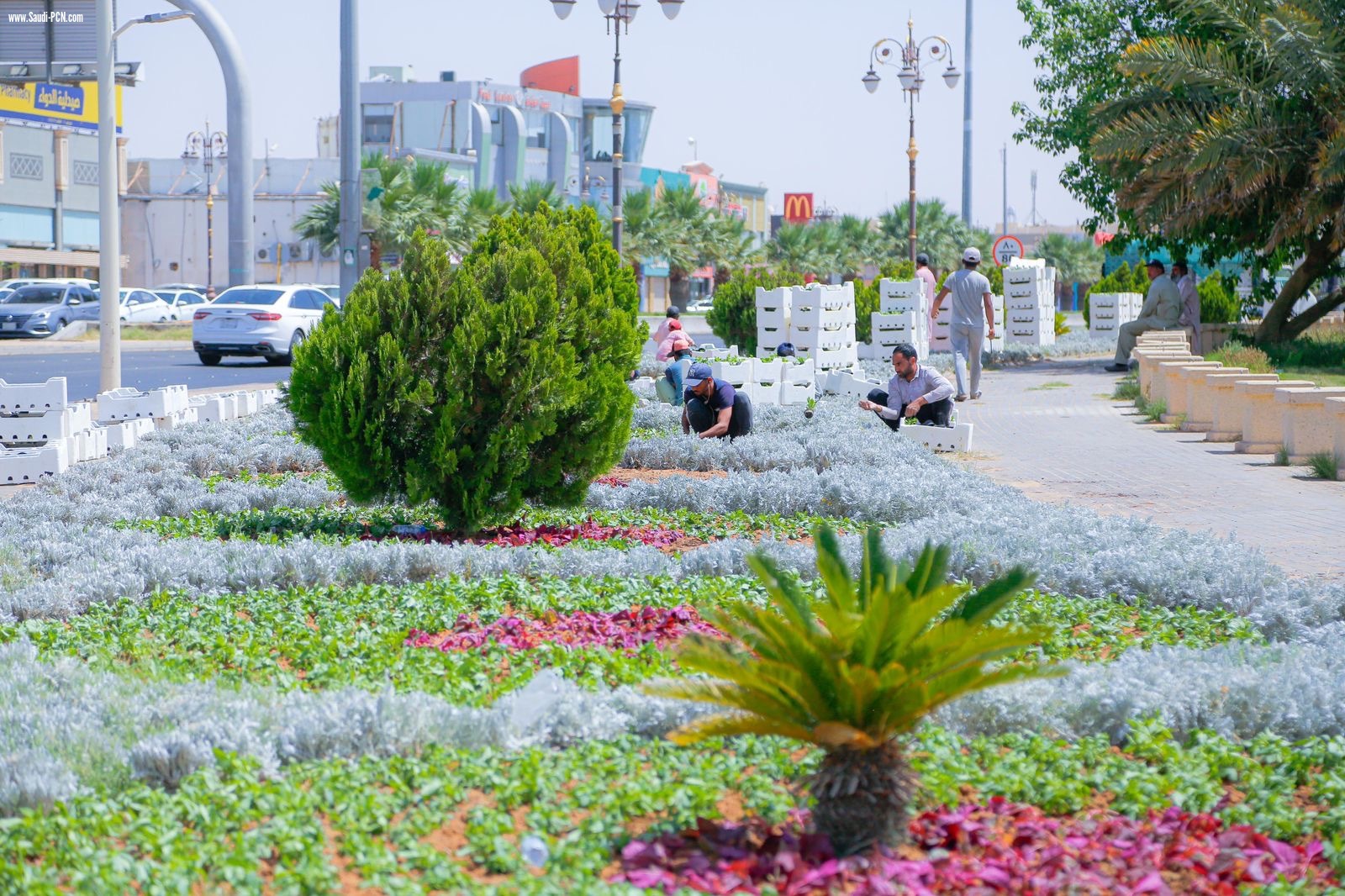 أمانة منطقة تبوك وخلال النصف الأول من 2024 تزرع أكثر من ١٤ ألف شجرة ومليوني زهرة موسمية  