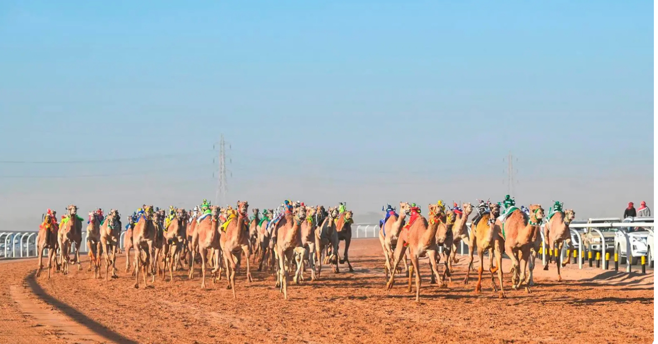 تتويج المراكز الأولى في كؤوس الحقايق ببطولة كأس الأولمبية السعودية للهجن 2024