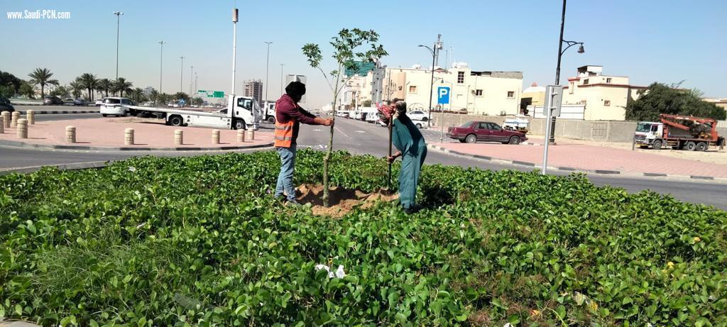 *أمانة الشرقية تزرع أكثر من 4000 شجرة متنوعة في حاضرة الدمام خلال شهر رمضان*