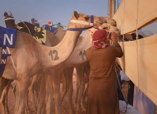 فعاليات اول سباقات الموسم الجديد الهجن السعودي ضمن سباقات ‎الاتحاد السعودي للهجن في ‎سباقات الميادين