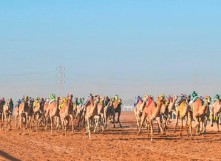 تتويج المراكز الأولى في كؤوس الحقايق ببطولة كأس الأولمبية السعودية للهجن 2024