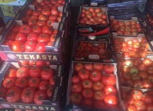 80 طنا من الطماطم التركية تسهم في استقرار الأسعار في رمضان
