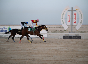 محافظ الجبيل يرعى الحفل الختامي لسباقات ميدان فروسية الجبيل