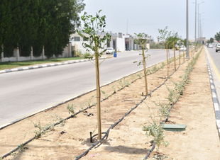 ‏* بلدية القطيف تزرع 5500 شجرة متنوعة ضمن جهودها في تحسين المشهد الحضري وزيادة الرقعة الخضراء بالمحافظة*