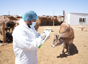 وقاء تبوك يبدأ حملة التحصين لـ 500  ألف رأس ماشية ضد مرض الحمى القلاعية لعام 2024م  